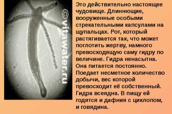Зеркало кракен